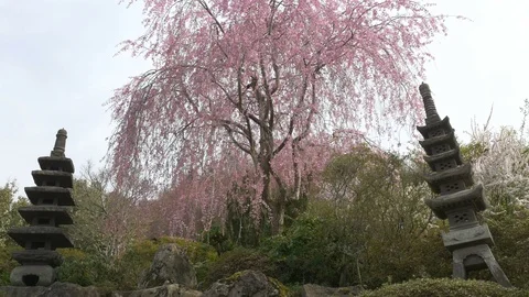 Cherry blossoms, Sakura, in full bloom on spring season Video stock 91323715