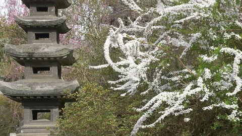 Cherry blossoms, Sakura, in full bloom on spring season Stock Footage 91323749