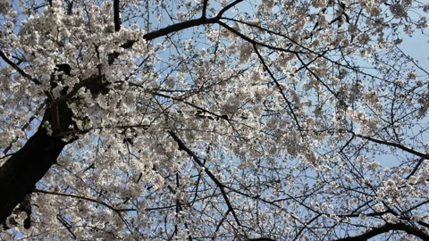 Cherry Blossoms Sakura in Full Bloom Stock Footage 305525845