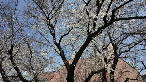 Cherry Blossoms Sakura in Full Bloom Stock Footage 305525886