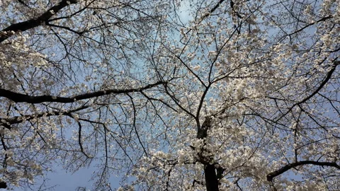 Cherry Blossoms Sakura in Full Bloom Stock Footage 306069848