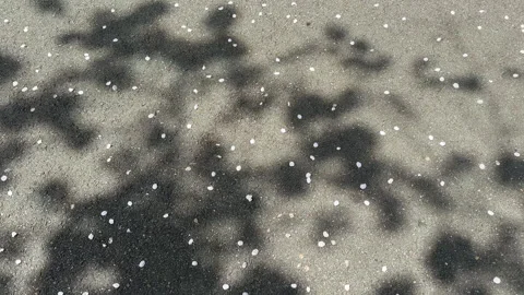 Cherry Blossoms Sakura in Full Bloom Stock Footage 309073713