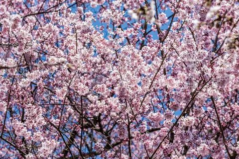 Cherry Blossoms, Sakura Stock Photos
