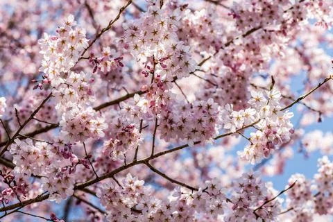 Cherry Blossoms, Sakura Stock Photos