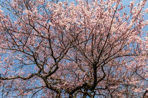 Cherry Blossoms, Sakura Stock Photos