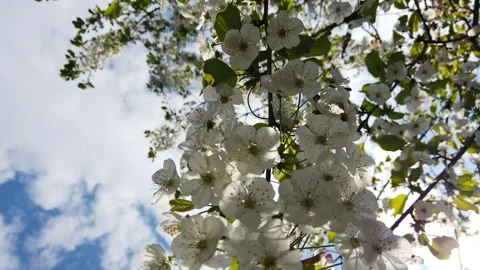 Cherry Blossoms (Sakura) in the Spring Stock Footage 264007871