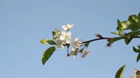 Cherry blossoms in the sky close-up Stock Footage 11498366