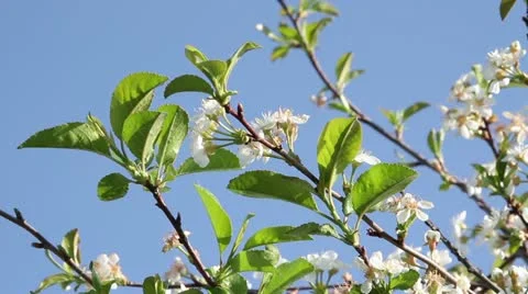 Cherry blossoms in the sky Stock Footage 11498381