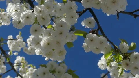 Cherry Blossoms in the Sky Stock Footage 165398654