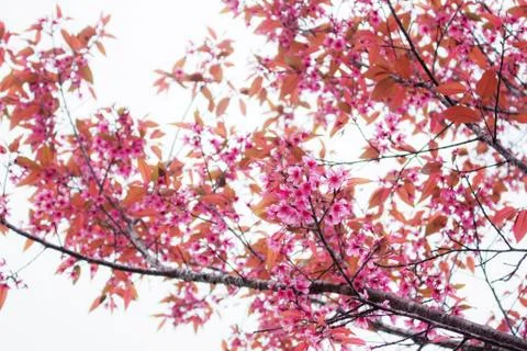 Cherry blossoms at sky. Stock Photos