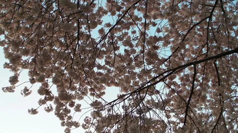 Cherry Blossoms - Sky shot Stock-Footage 38598016
