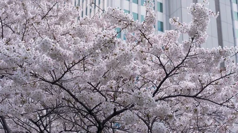 Cherry Blossoms with a Skyscraper in the Background Stock Footage 122231105