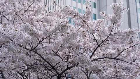 Cherry Blossoms with a Skyscraper in the Background (tilt up) Stock-Footage 122231128