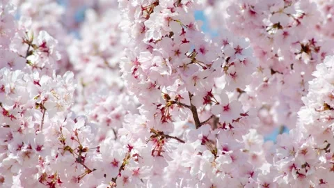 Cherry Blossoms Slow Zoom In Pan Down Right Japan Stock Footage 331518009