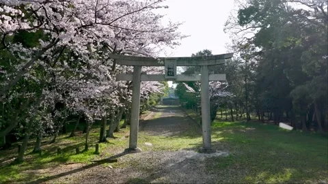 Cherry blossoms slowly fall in front of traditional Japanese torii gate Stock Footage 237459165