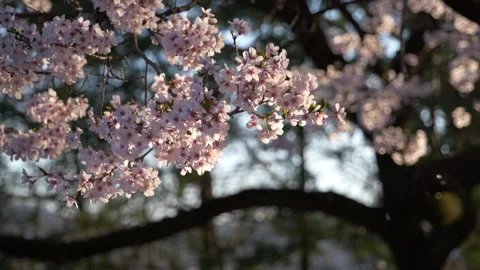 Cherry Blossoms Slowly Falling in the Wind (Super Slow Motion) Stock Footage 146719182