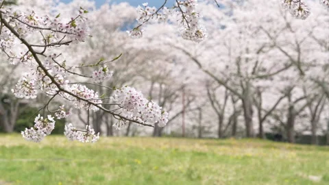 Cherry Blossoms Slowly Swaying in the Wind (Slow Motion) Video stock 145659616