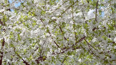 Cherry blossoms, small white flowers on branches close-up Vídeo Stock 128317832