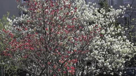 CHERRY-BLOSSOMS-SNAP-ZOOM Stock Footage 947397