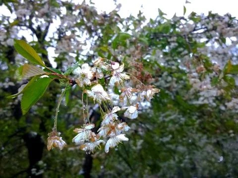 Cherry blossoms in the snow Stock Photos