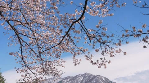 Cherry Blossoms with Snowy Mountains in the Background (Tilt Down) Stockbeeldmateriaal 124405874