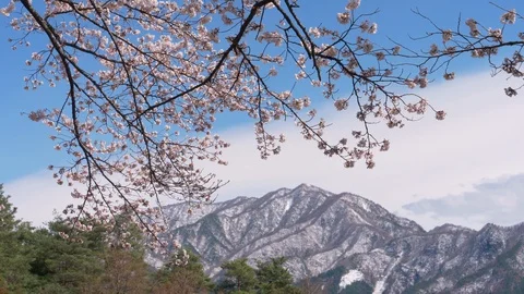 Cherry Blossoms with Snowy Mountains in the Background (zoom in) Stock Footage 124407039