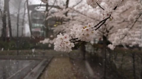 Cherry blossoms on a snowy spring day. Close-up 動画素材 152378631