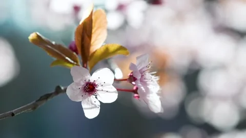 Cherry Blossoms in Soft Light Stock Footage 267031337