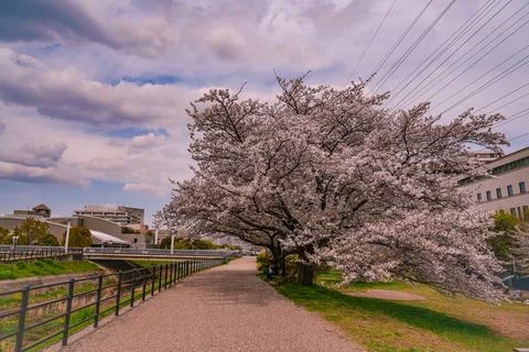Cherry blossoms spreading out in a circular pattern at Shin-Yokohama Park Stock Photos