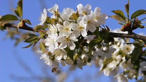 Cherry blossoms in spring against a blue sky with light white clouds. Wild Stock-Footage 310907096