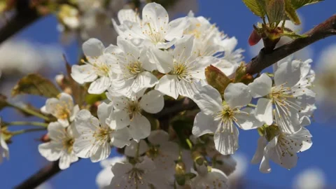 Cherry blossoms in spring against a blue sky with light white clouds. Wild Vidéo 330011710