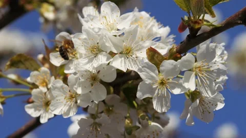Cherry blossoms in spring against a blue sky with light white clouds. Wild Видео 330494106