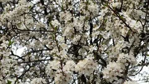 Cherry blossoms in spring. Beautiful white flowers Stock Footage 191662087