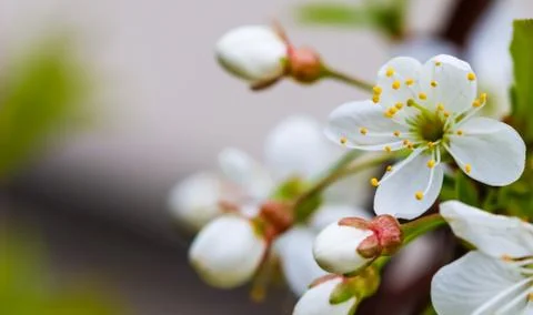 Cherry blossoms in spring. Beautiful white flowers Stock Photos