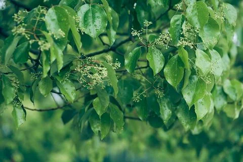 Cherry blossoms in spring. The bird cherry is gaining color. Close-up of a Stock Photos