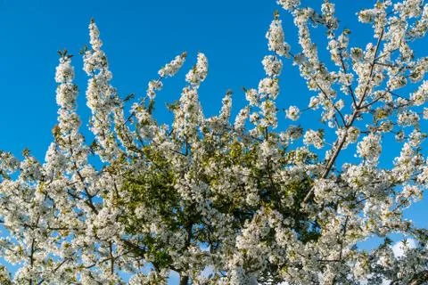 Cherry blossoms in spring on blue background Stock Photos