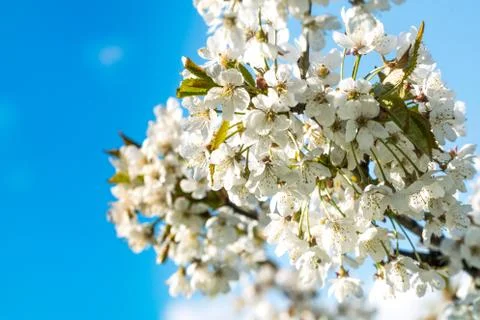 Cherry blossoms in spring on blue background Stock Photos