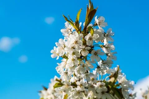 Cherry blossoms in spring on blue background Stock Photos