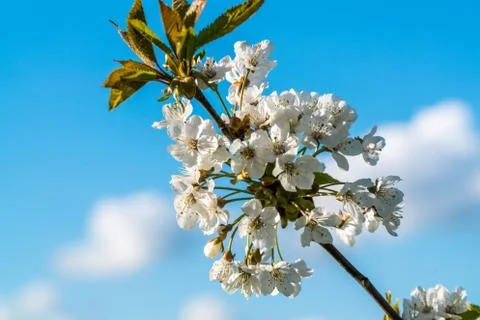 Cherry blossoms in spring on blue background Stock Photos