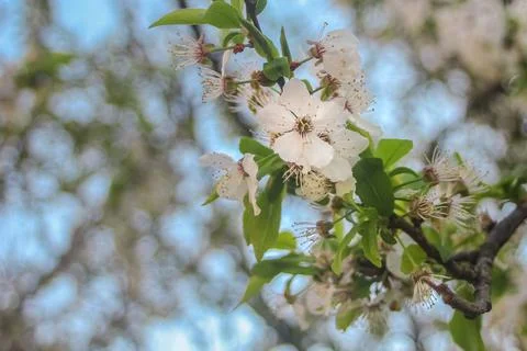 Cherry blossoms in spring with bokeh background, soft focus Stock Photos