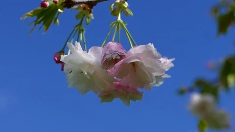 Cherry blossoms in spring Breeze Stock Footage 83525690