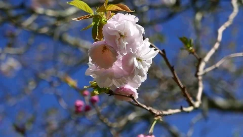 Cherry blossoms in spring breeze Stock Footage 83525692