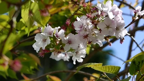 Cherry blossoms in spring breeze. Taken in Omata garden near New Plymouth NZ Stock Footage 83525698