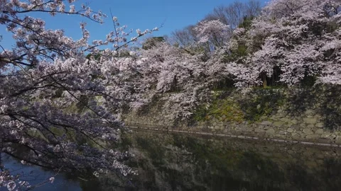 Cherry blossoms in Spring, Castle Moat in Hikone Japan Vídeo Stock 132019200