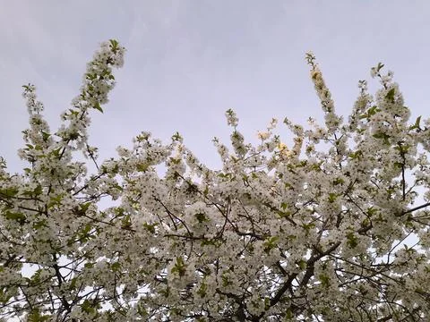Cherry blossoms. Spring cherry blossoms. Floral background Stock Photos