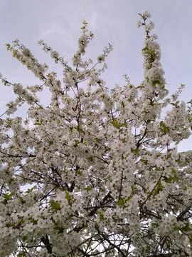 Cherry blossoms. Spring cherry blossoms. Floral background Stock Photos
