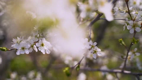Cherry blossoms on a spring day blurred background Stock Footage 130566114