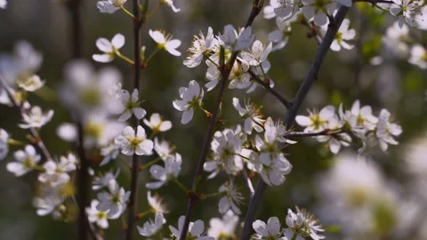 Cherry blossoms on a spring day blurred background Stock Footage 130566149
