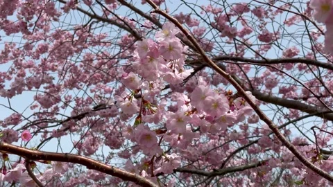 Cherry blossoms on a spring day Video stock 155358987