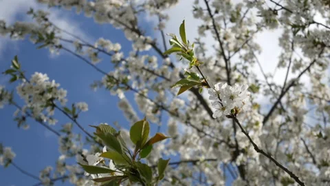 Cherry blossoms, spring flowering video Stock Footage 151680480